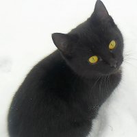 Чёрный кот :: Проніна Олена 