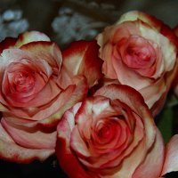 Розовые с жёлтым розы. :: Штрек Надежда 
