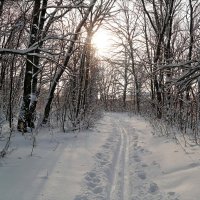 О прогулках в предновогоднем лесу.. :: Андрей Заломленков
