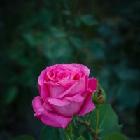 « … Ведь в розе – мира красота! » :: Андрей Нибылица