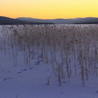 Трава на замёрзшем озере. :: Галина Полина