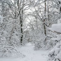 В глубине зимнего леса.. :: Юрий Стародубцев