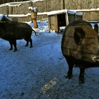 С Годом Свиньи! :: ВикТор Быстров