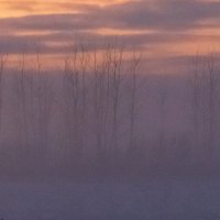 В розовом тумане :: Андрей Троицкий
