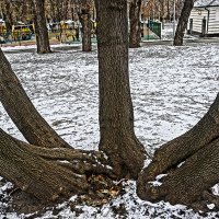 Старожилы :: Алексей Виноградов