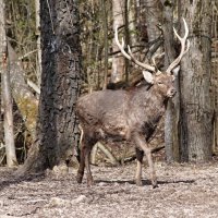 Пятнистый олень :: Василий Панкрушов