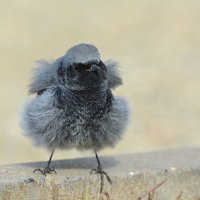 Грозный птиц. :: Светлана Ивановна Медведева