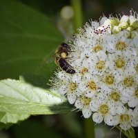 Трудяга-пчелка :: Нина Синица
