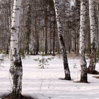 Весенний лес :: Наталья Т