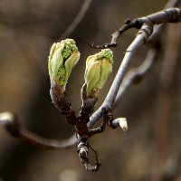 Рябиновые почки с бутонами на гроздях :: Надежд@ Шавенкова