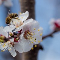 Первая пчёлка на цветущем абрикосе :: Сергей Малый