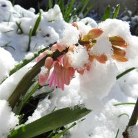весенний снег.гиацинты :: ИННА ПОРОХОВА