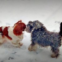 Мартовский снеговирус :: ВАЛЕРИЙ 