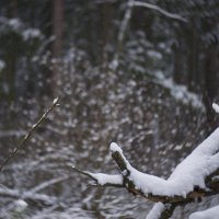 Последний снег №3 :: Андрей Попов