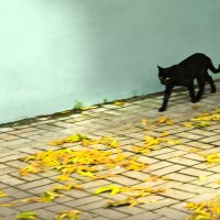 Чёрный кот. :: Андрей Бойко