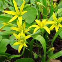 Гусиный лук. Gagea lutea (L.) Ker Gawl. (семейство Liliaceae)Гусиный лук жёлтый :: ivan 
