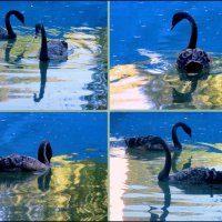 Чёрные лебеди в синей тени - 1 :: Нина Бутко