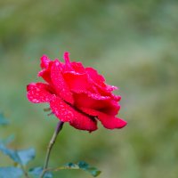 Красная роза :: Александр Синдерёв