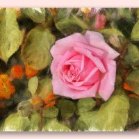 Розовая роза. :: Irene Irene