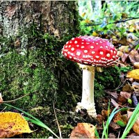 Хочу в лес за грибами! :: Валерия Комова