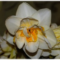 Нарцисс - король цветов бесспорный… :: Tatiana Markova