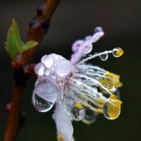 Цветки урюка под дождем-4 :: Асылбек Айманов