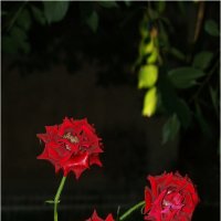 Розы нашего двора :: Сергей Порфирьев