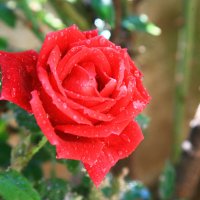 Свадебная роза. :: сашка ярмарков