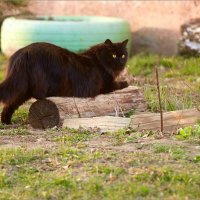 Жил да был чёрный кот) :: Сергей Величко