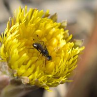 Муха Муравьевидка (Sepsidae sp.) :: Владимир 