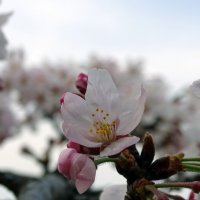 Цветение сакуры, Парк Замка Осаки, Япония :: Иван Литвинов