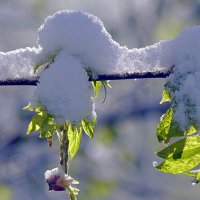 "Сережка" под снегом :: Асылбек Айманов