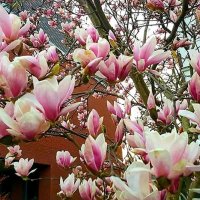 Весна цветения! :: Anna-Sabina Anna-Sabina
