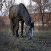 Красавчик  ... :: Евгений Хвальчев