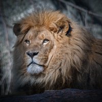 Африканский лев :: Владимир Габов