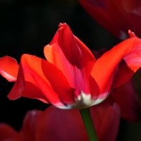 Тюльпаны, свет и тень :: Heinz Thorns
