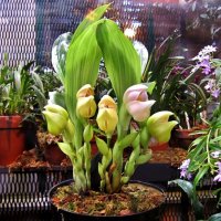 Редкая орхидея-тюльпан :: Елена (ЛенаРа)