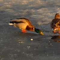 Хочу быть свободным, как птицы :: Андрей Лукьянов