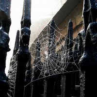 Туман.Раставленная сеть паука. :: Владимир Гришин