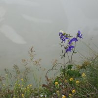 В тумане :: Ninell Nikitina