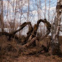 Дерево чудовище :: Геннадий Федоров