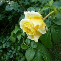 Жёлтая роза :: Лидия Бусурина