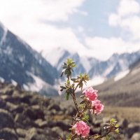 Каменный цветок. В горах Якутии. :: Александр Баринов