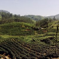 Чайные плантации, Шри ланка :: Надежда Шубина
