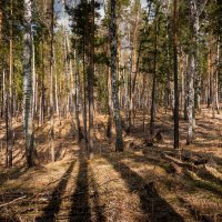 Таёжный лес. :: Вадим Басов