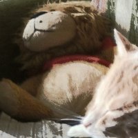 два  львёночка спят :: Любовь 