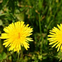 Dandelions. Одуванчики. :: Tatiana Golubinskaia