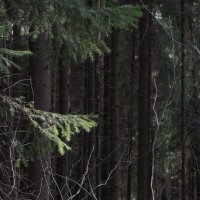 ветки в лесу :: sv.kaschuk 