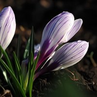 Весны цветы :: Александр Резуненко