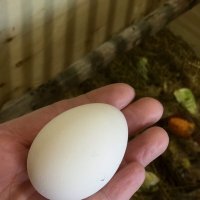 Яйцо - начало жизни! :: Борис 